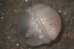 Harenactis attenuata
