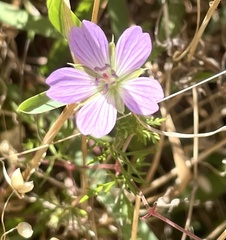 Geranium incanum