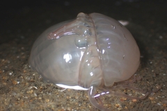 Harenactis attenuata