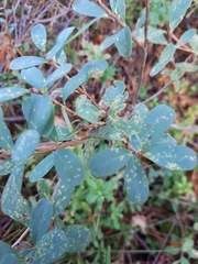 Naohidemyces vacciniorum