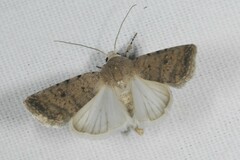 Caradrina clavipalpis