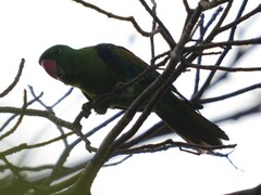 Tanygnathus lucionensis
