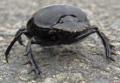 Scarabaeus