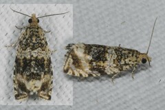 Syricoris lacunana