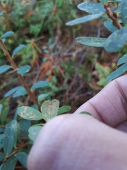 Naohidemyces vacciniorum