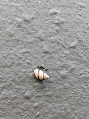 Bulimulus guadalupensis