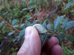 Naohidemyces vacciniorum