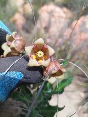 Pachycarpus dealbatus