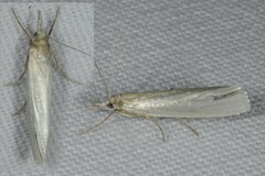 Crambus perlella