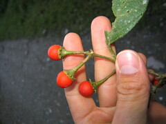 Lycianthes