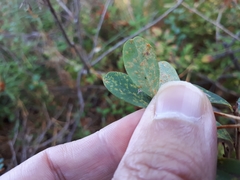 Naohidemyces vacciniorum