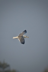 Larus fuscus