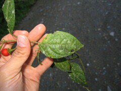 Lycianthes