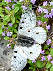 Parnassius phoebus