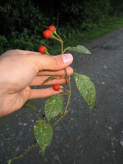 Lycianthes