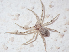 Pulchellodromus