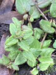 Lonicera hispidula