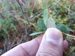 Naohidemyces vacciniorum