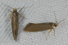 Crassa unitella