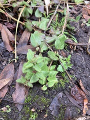 Lonicera hispidula