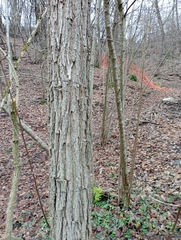 Robinia pseudoacacia