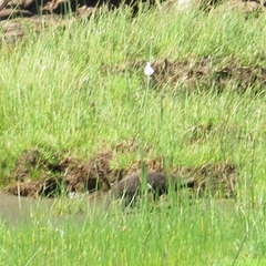Galictis cuja