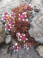 Crassula peploides