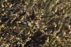 Salsola genistoides