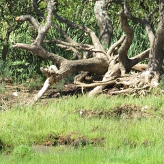 Galictis cuja