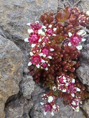 Crassula peploides