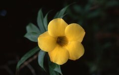 Allamanda