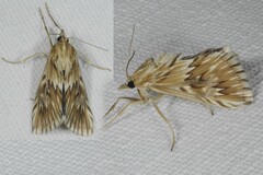 Cynaeda dentalis