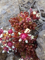 Crassula peploides