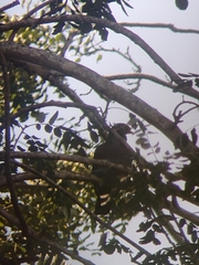 Patagioenas flavirostris