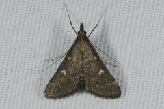 Dolicharthria punctalis