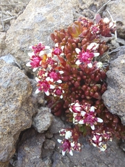 Crassula peploides
