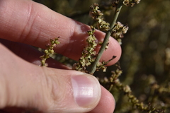 Salsola genistoides