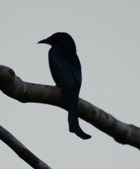 Dicrurus hottentottus