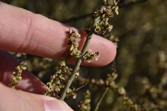 Salsola genistoides