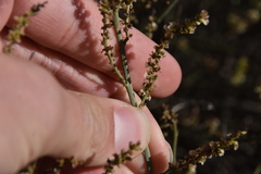 Salsola genistoides
