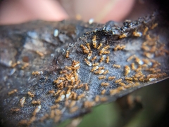 Wasmannia auropunctata