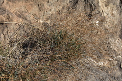 Launaea lanifera