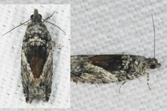 Epinotia nisella