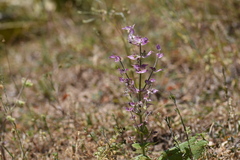 Salvia sclarea