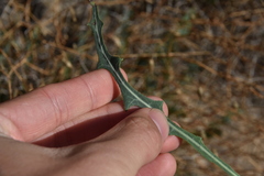 Launaea lanifera