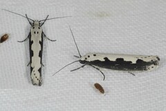 Ethmia bipunctella