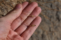 Launaea lanifera