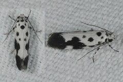 Ethmia quadrillella