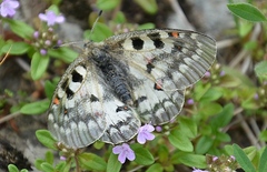 Parnassius phoebus