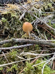 Galerina semilanceata